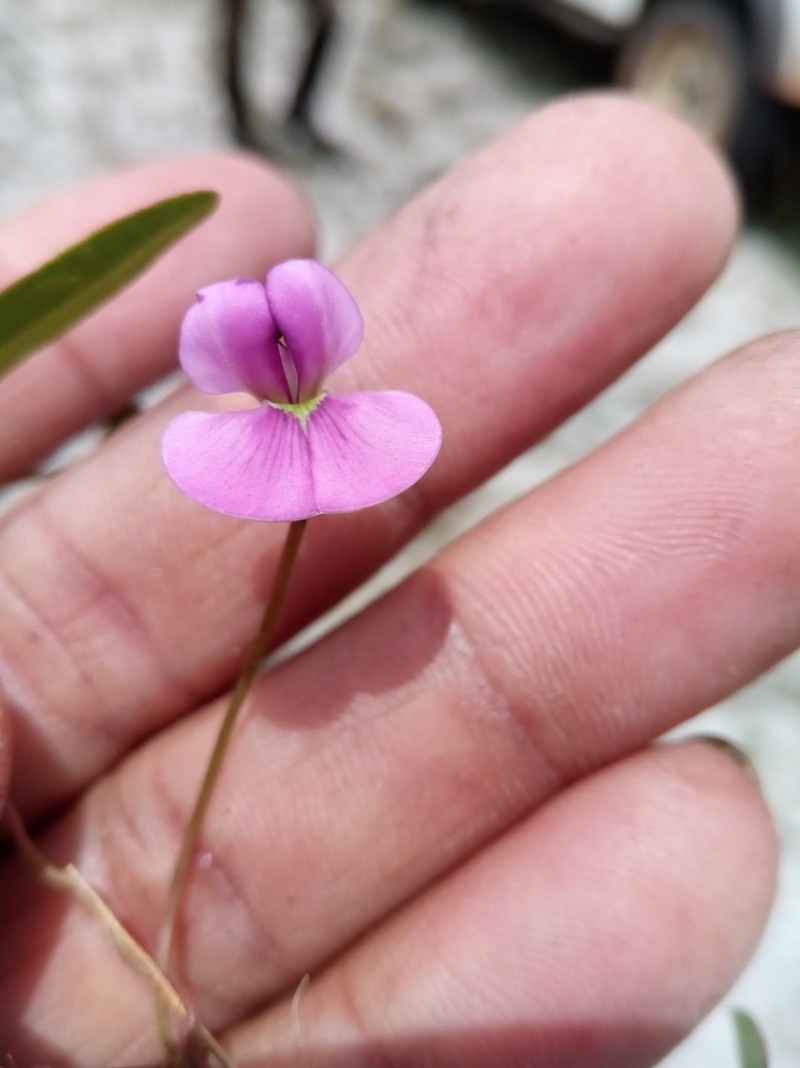 Vigna angivensis photo 2