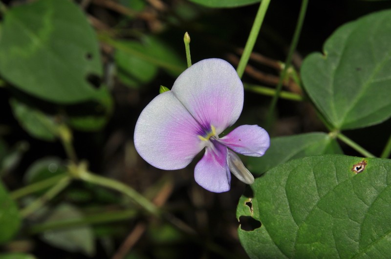 Vigna angivensis photo 3