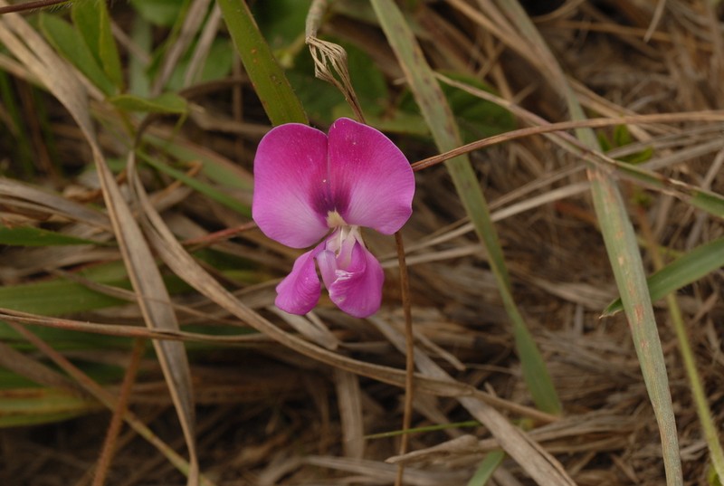 Vigna angivensis photo 4