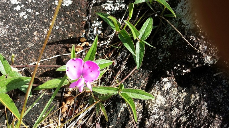 Vigna angivensis photo 5