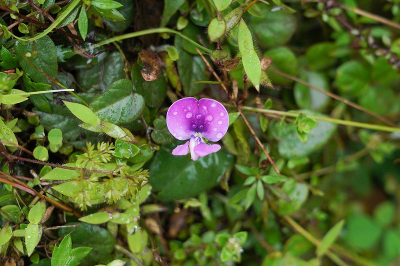 Vigna angivensis photo 6