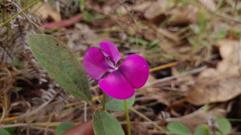 Vigna angivensis photo 7