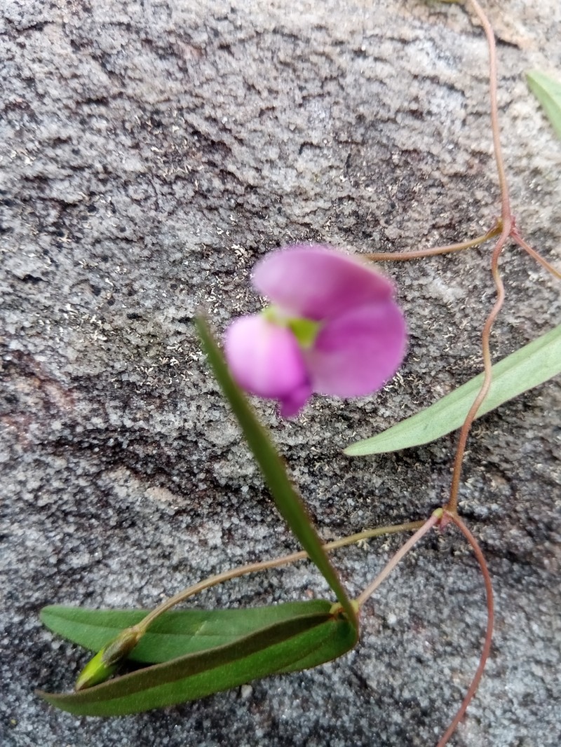 Vigna angivensis photo 8
