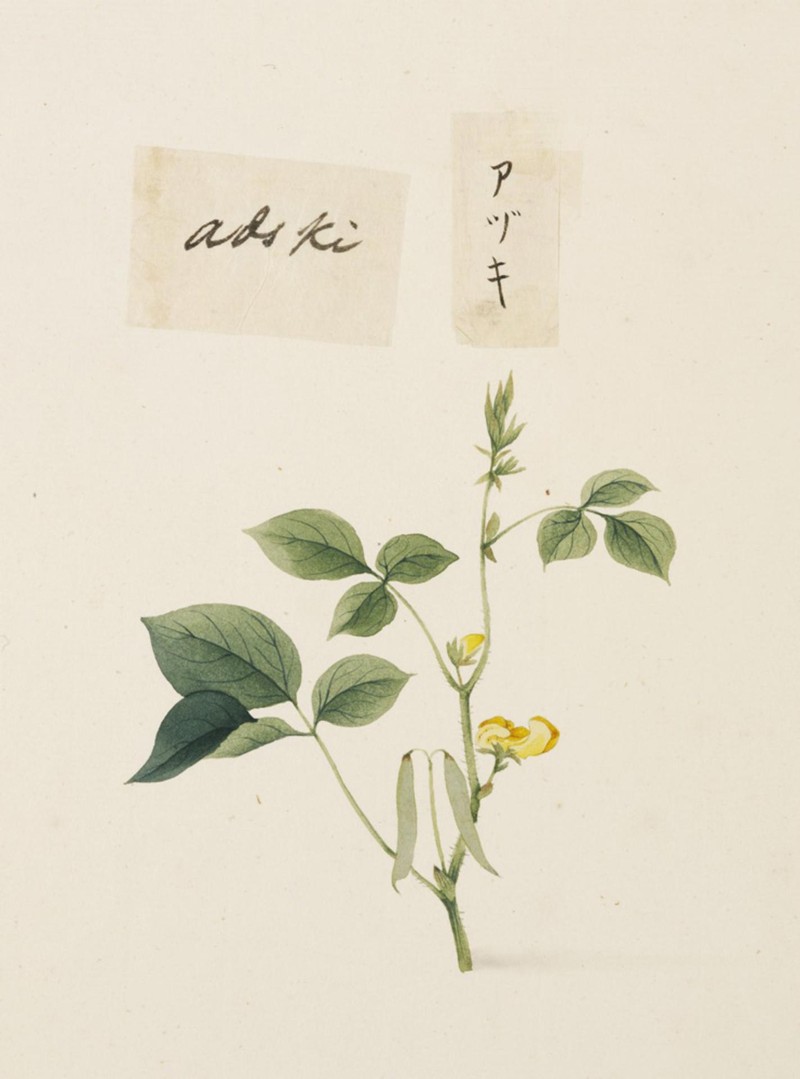 Adzuki Bean