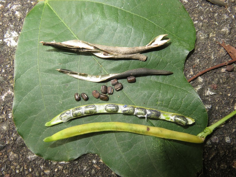 Adzuki Bean photo 2