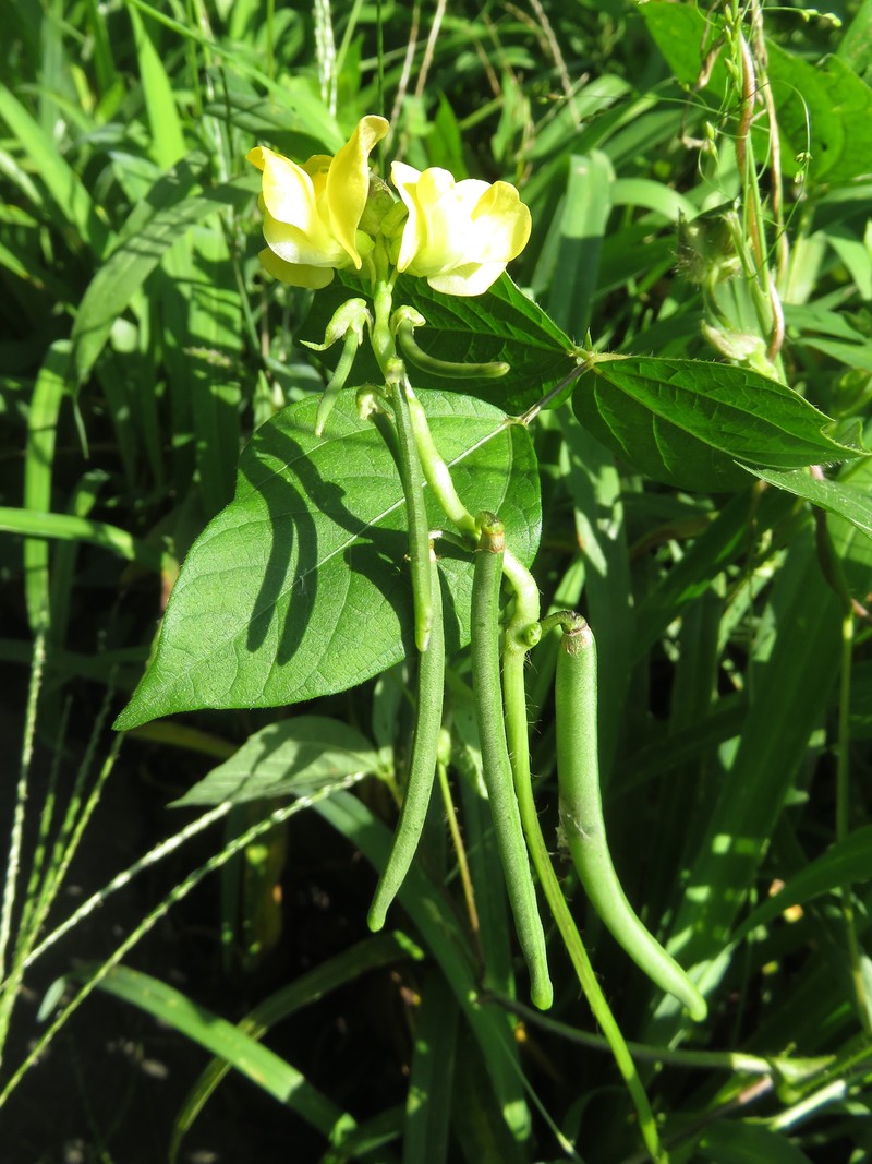 Adzuki Bean photo 3