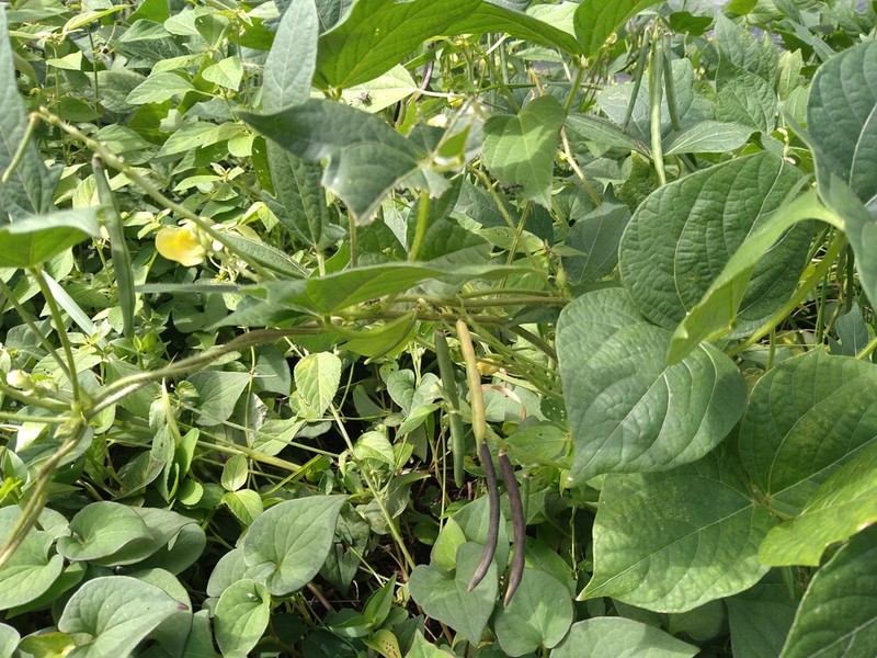 Adzuki Bean photo 4
