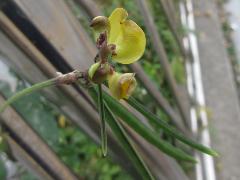 Adzuki Bean photo 6