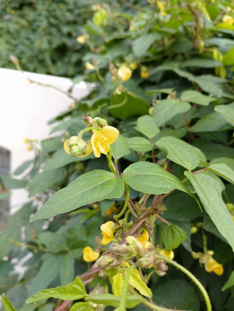 Adzuki Bean photo 7