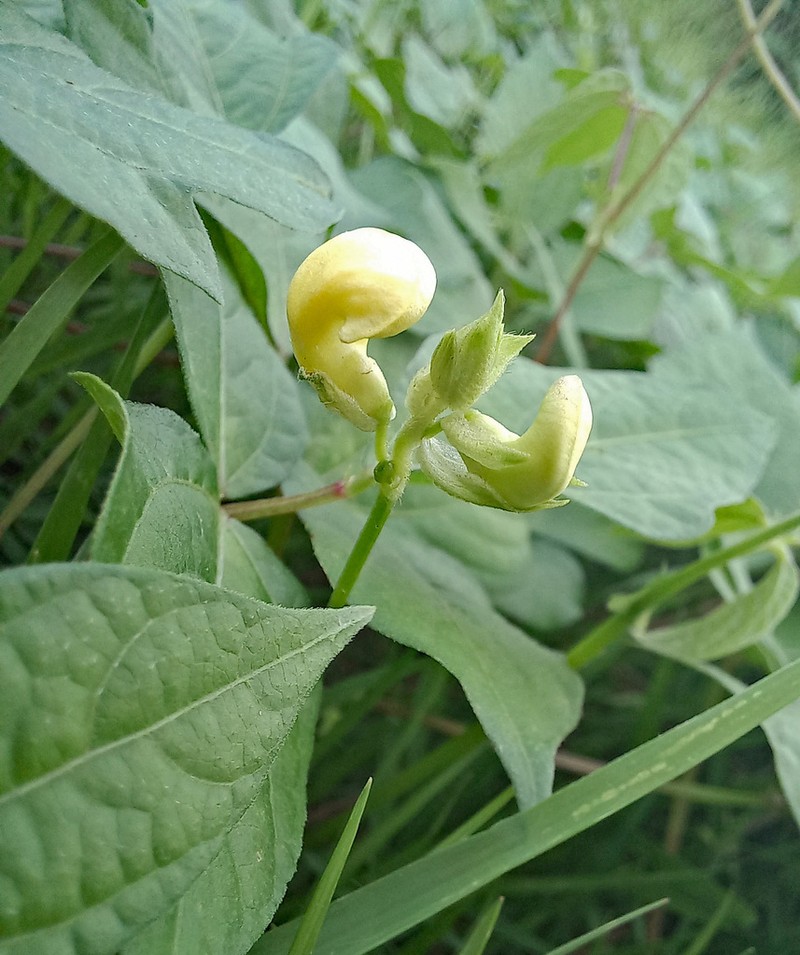Adzuki Bean photo 8