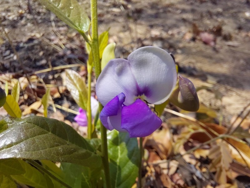 Vigna antunesii