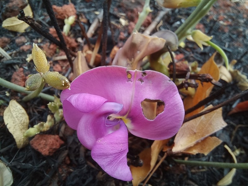 Vigna antunesii photo 2