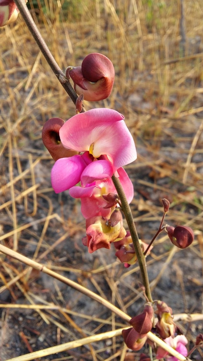 Vigna antunesii photo 3