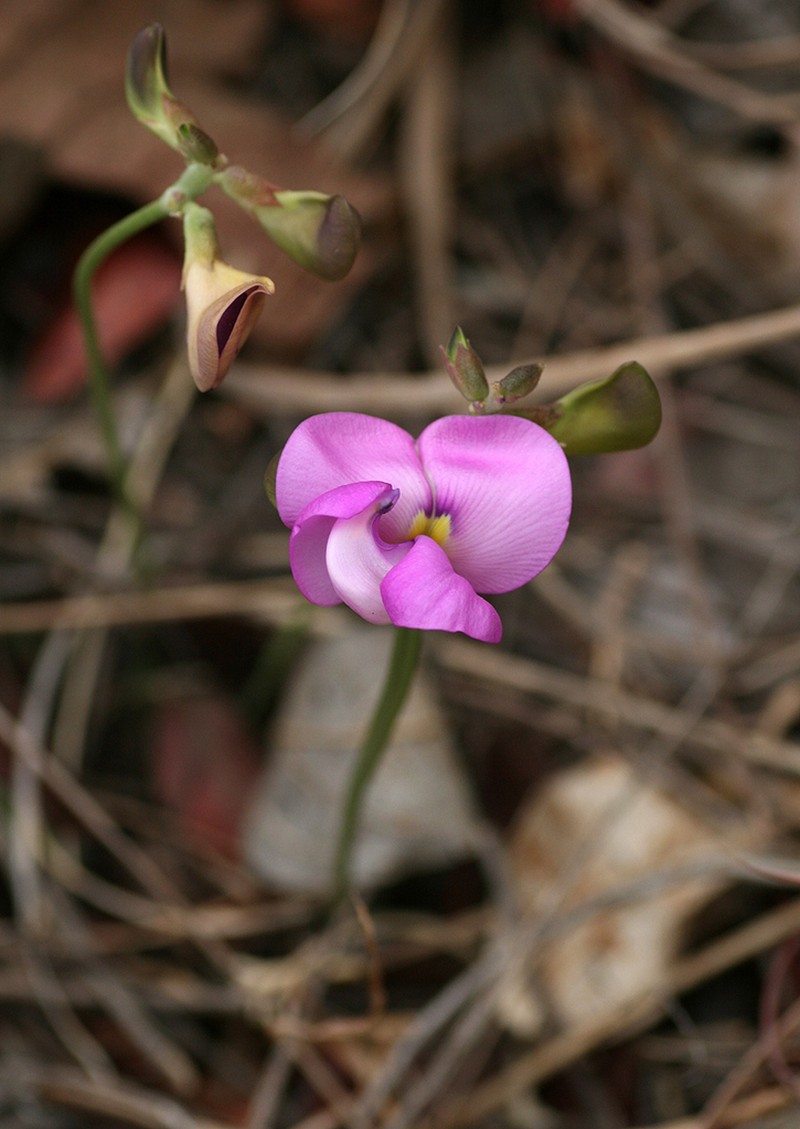 Vigna antunesii photo 4