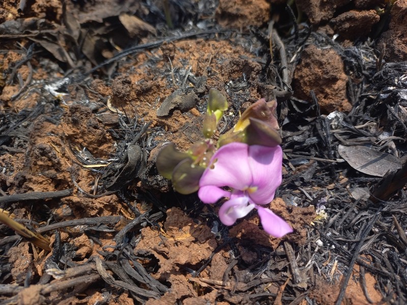 Vigna antunesii photo 5