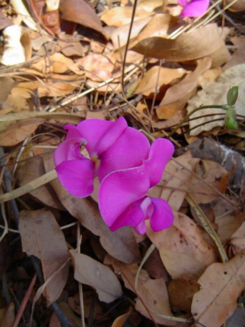 Vigna antunesii photo 6