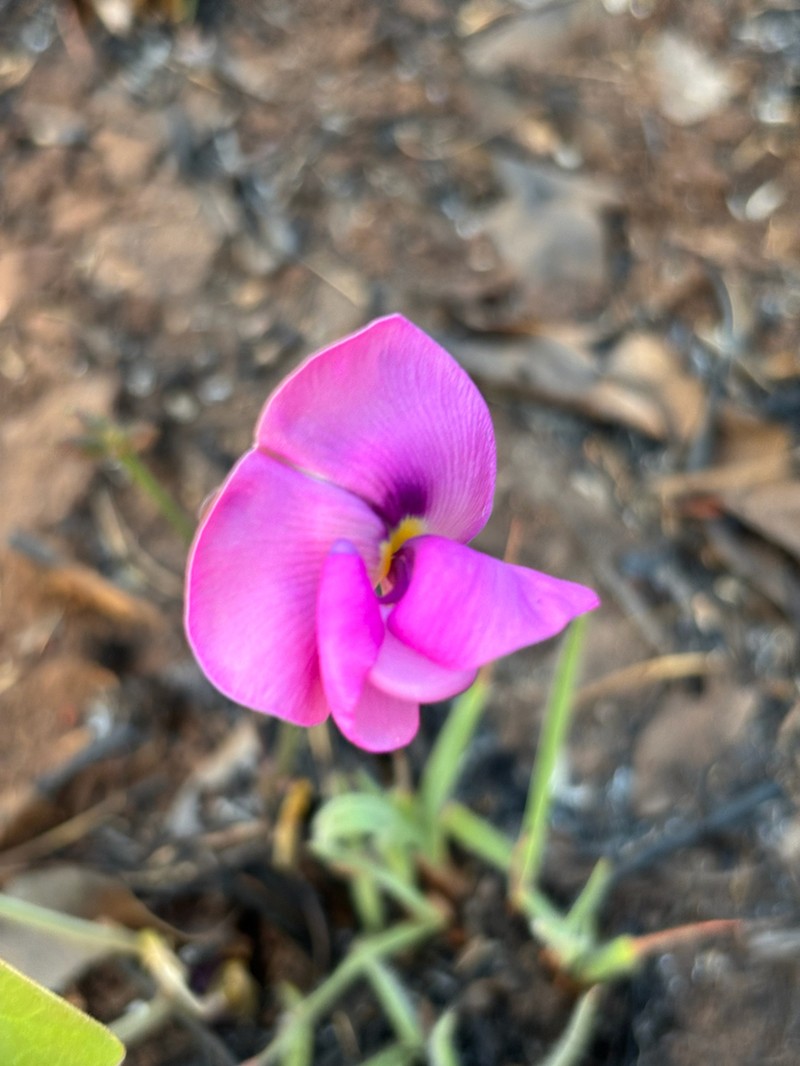 Vigna antunesii photo 7
