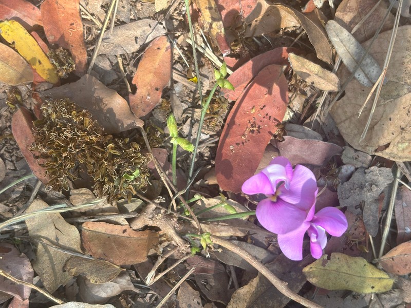 Vigna antunesii photo 8