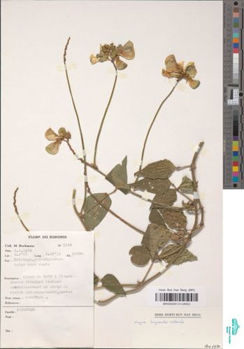 Vigna bequaertii