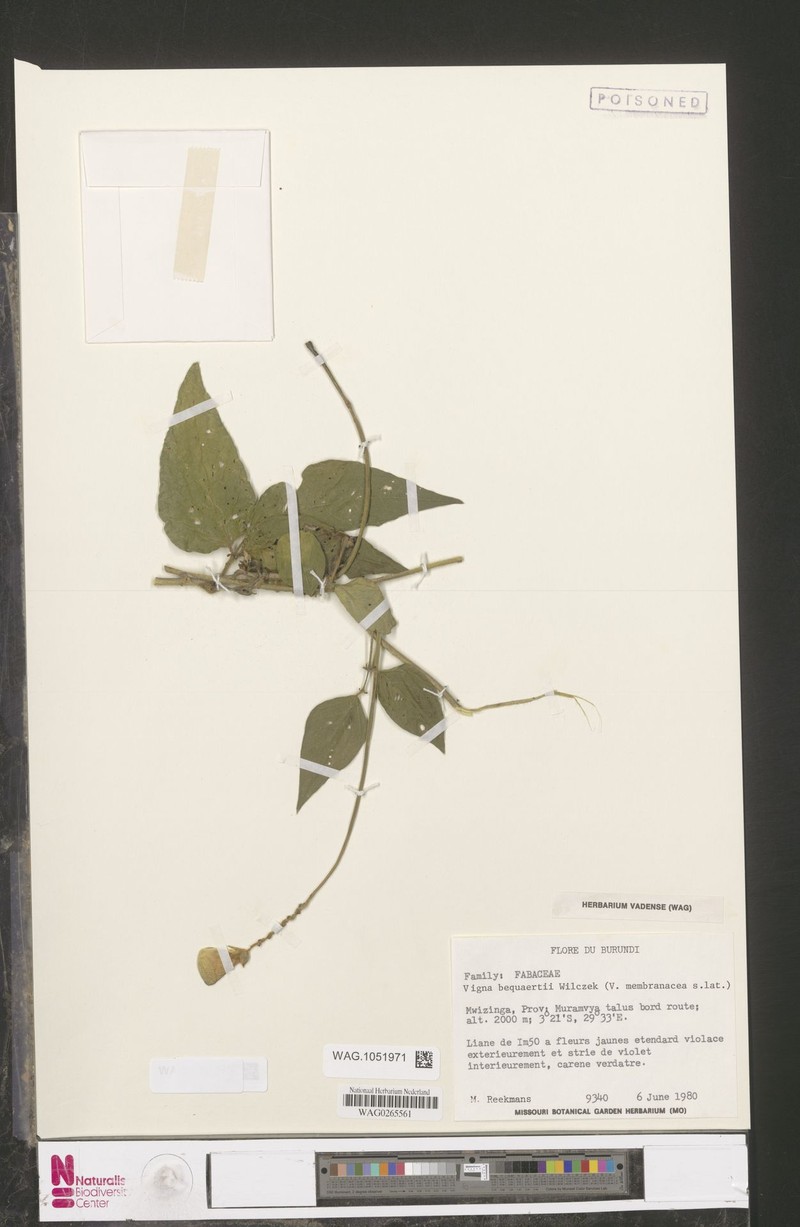 Vigna bequaertii photo 2