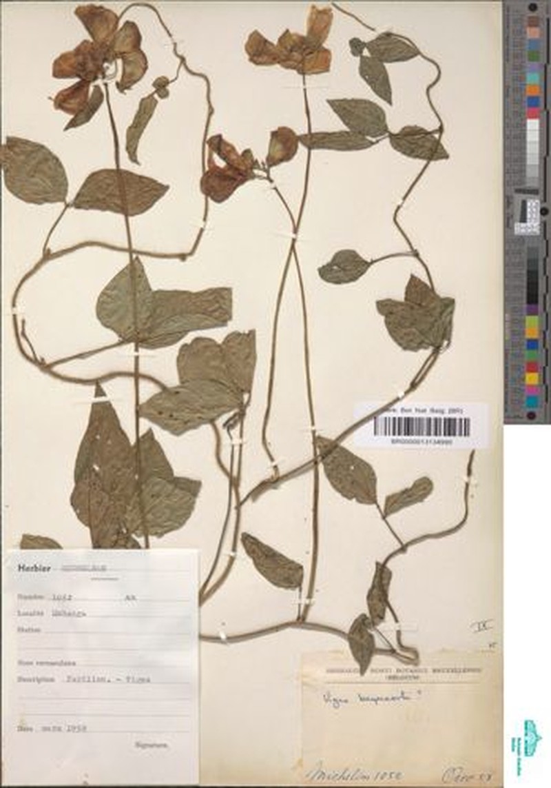 Vigna bequaertii photo 3