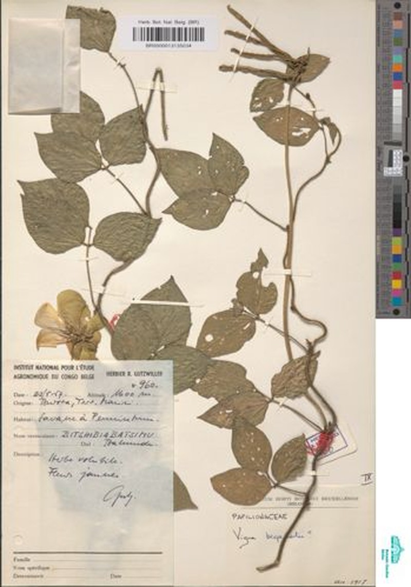 Vigna bequaertii photo 4