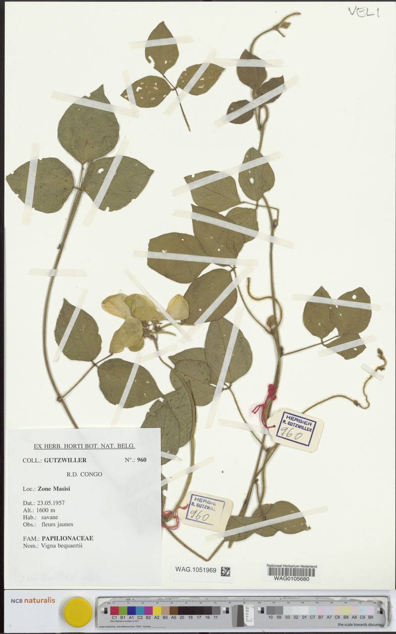Vigna bequaertii photo 5