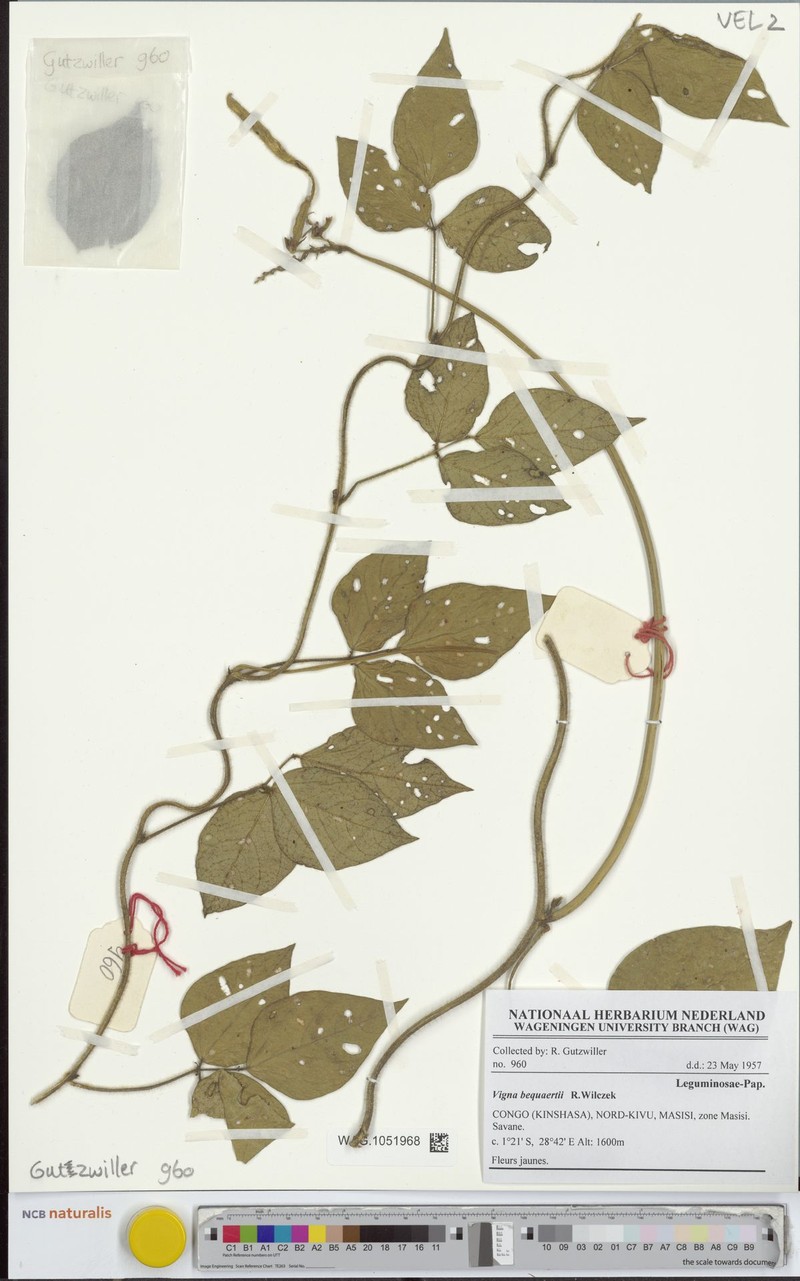 Vigna bequaertii photo 6