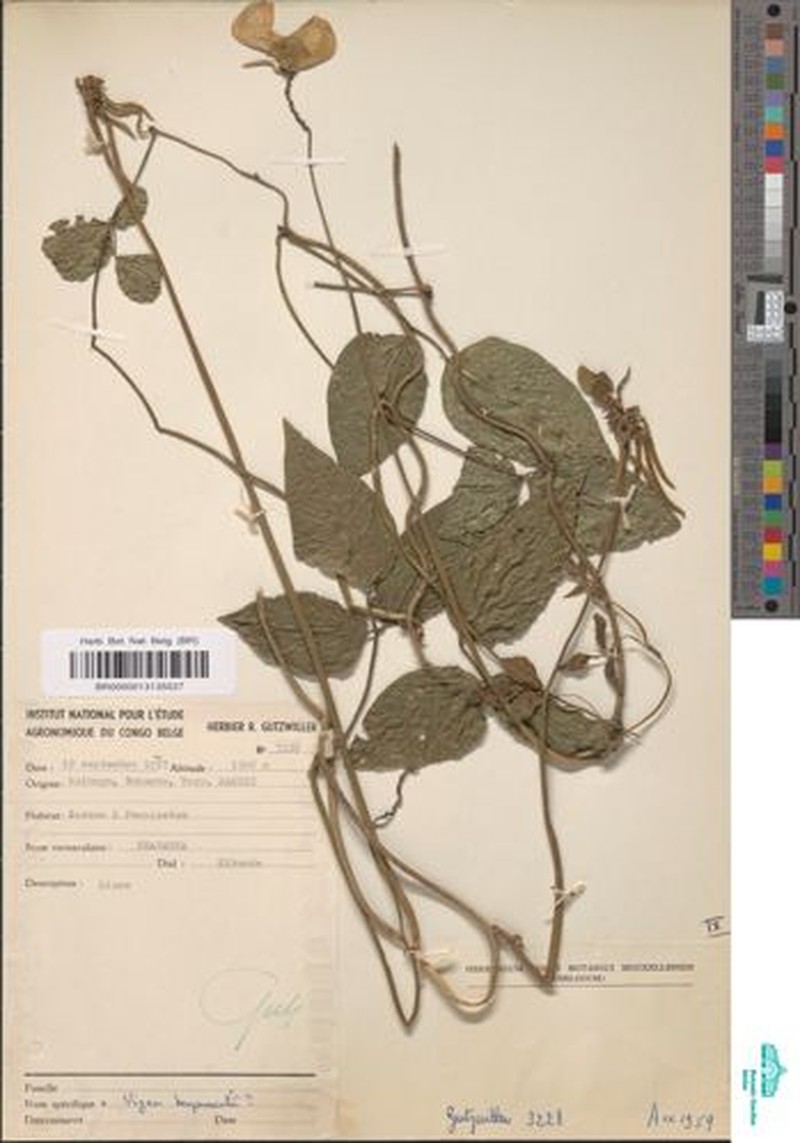 Vigna bequaertii photo 7