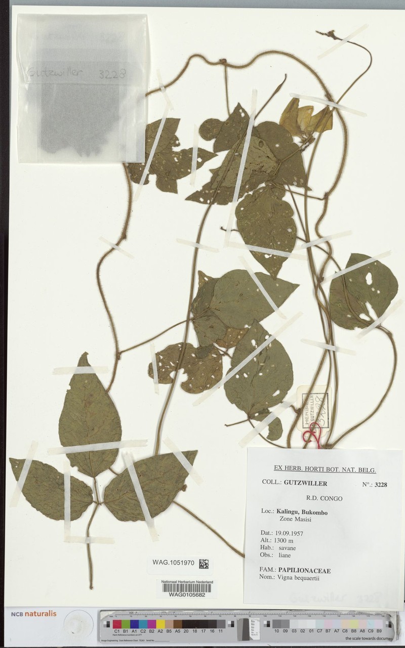 Vigna bequaertii photo 8