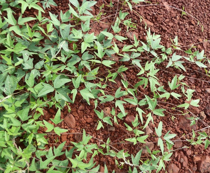 Vigna comosa