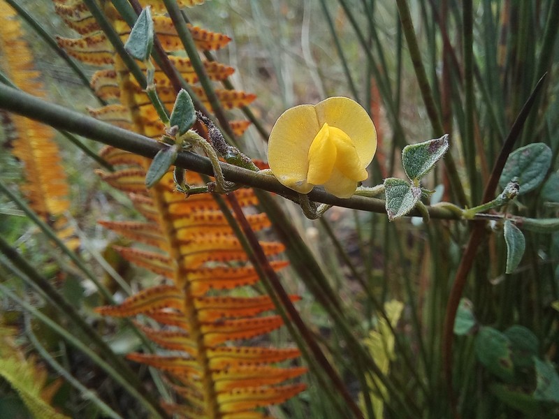 Vigna comosa photo 4