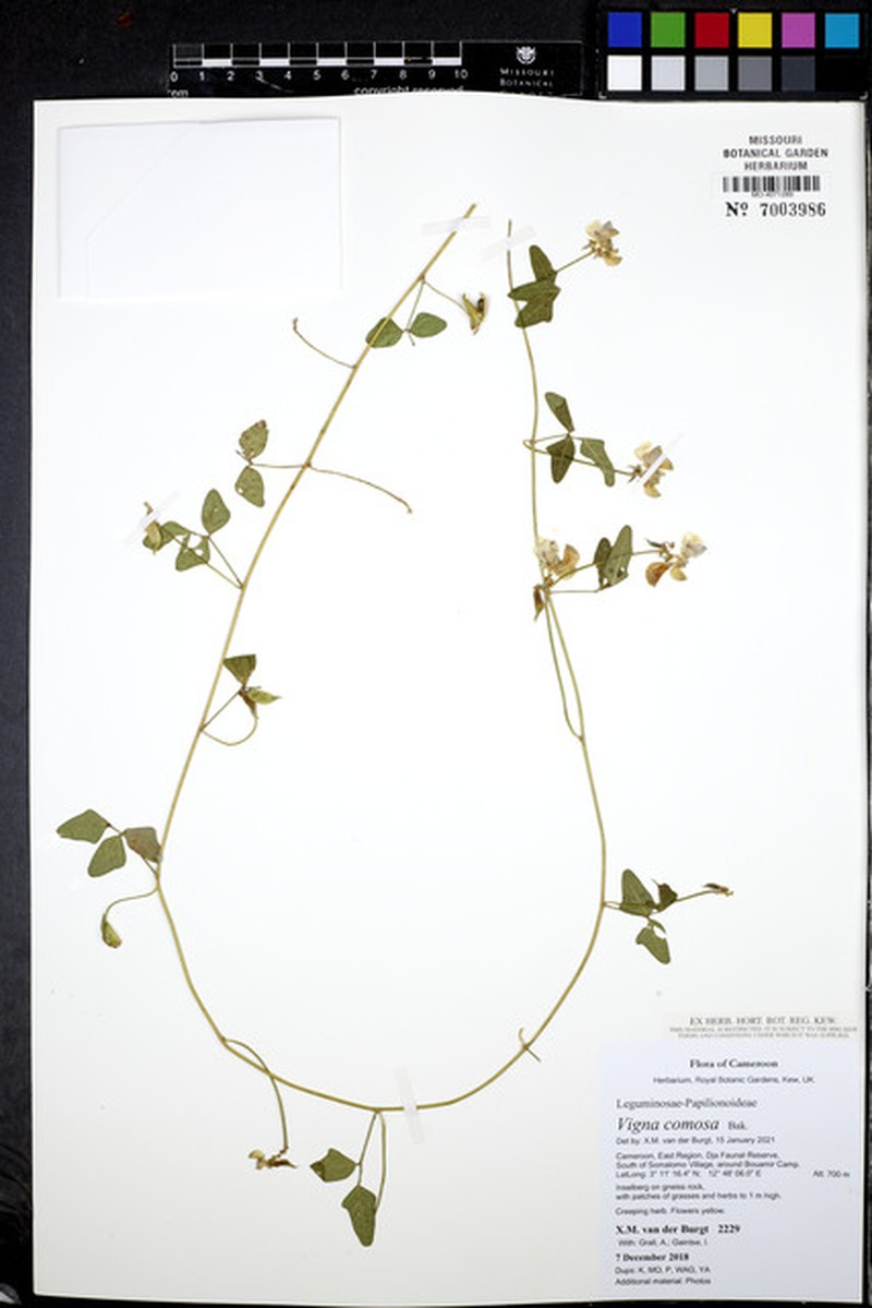 Vigna comosa photo 5