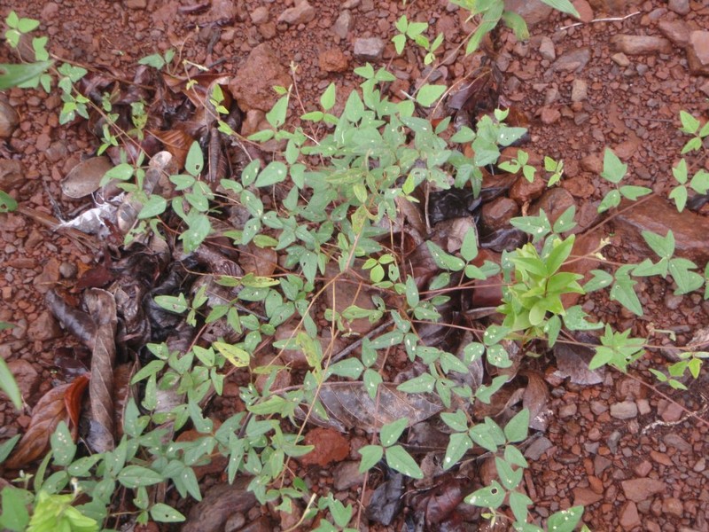 Vigna comosa photo 7