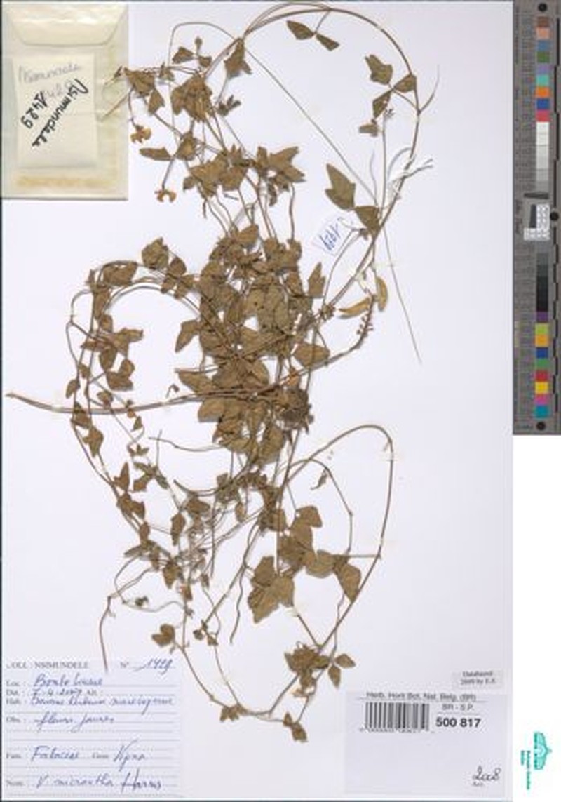 Vigna comosa subsp. comosa photo 4