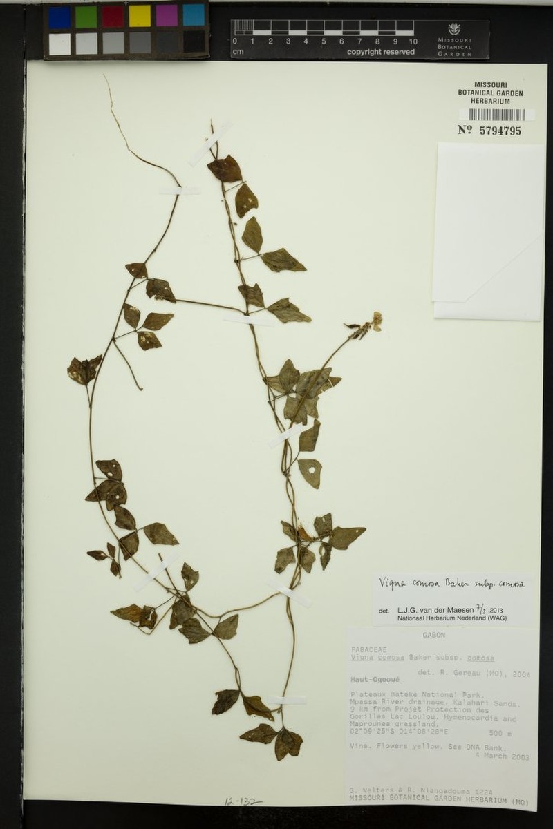 Vigna comosa subsp. comosa photo 6