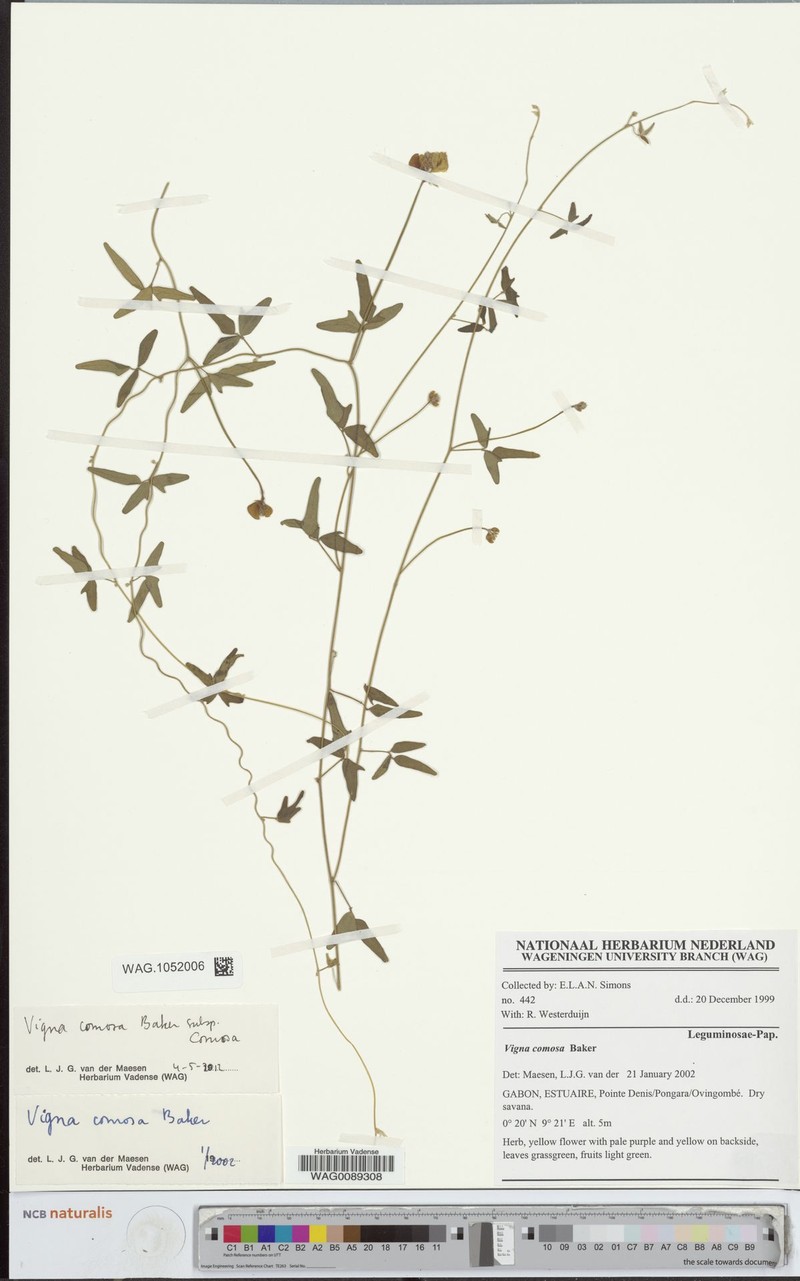 Vigna comosa subsp. comosa photo 8
