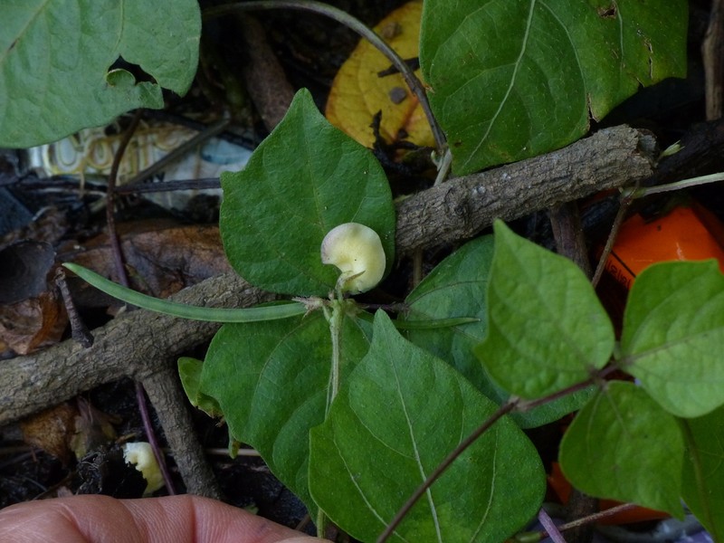 Vigna dalzelliana