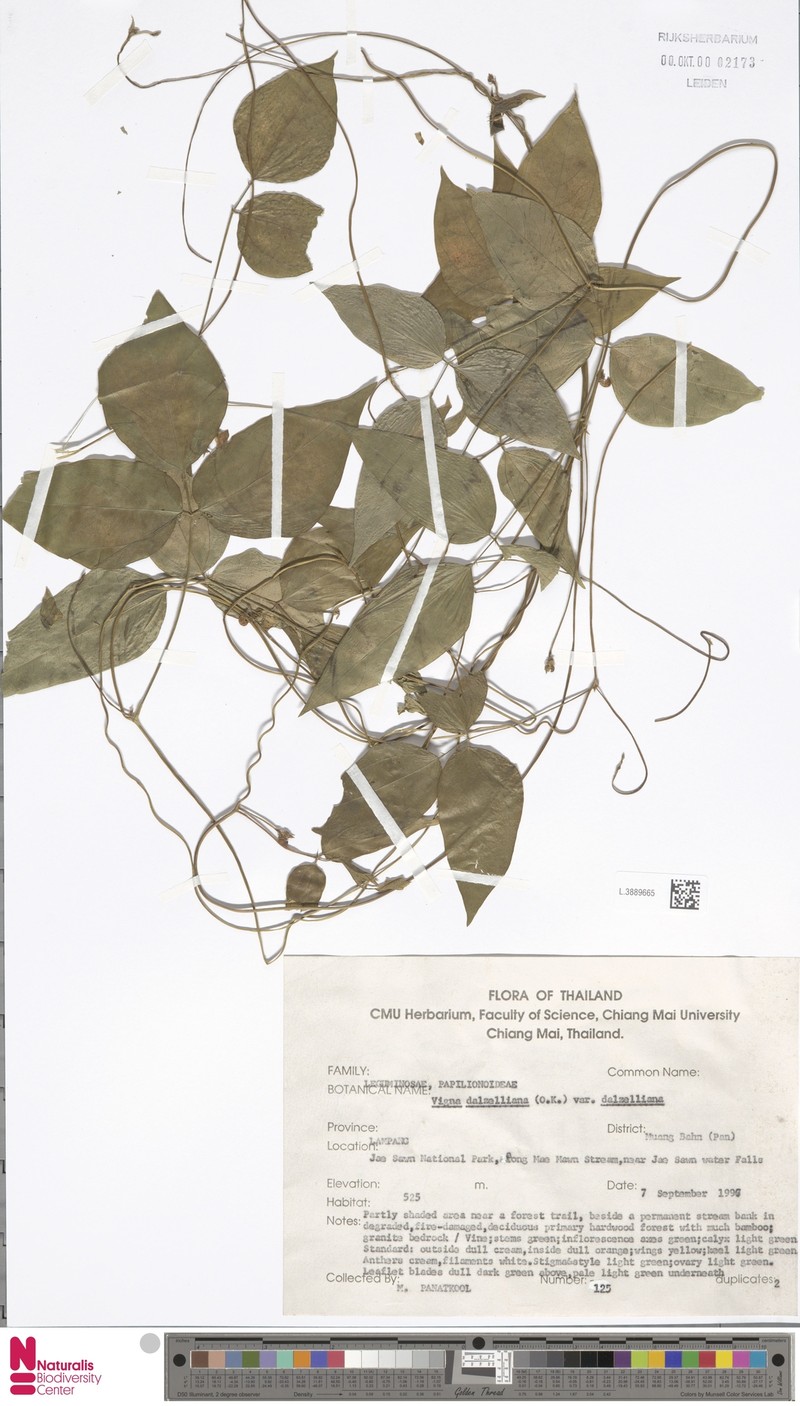 Vigna dalzelliana var. dalzelliana photo 3
