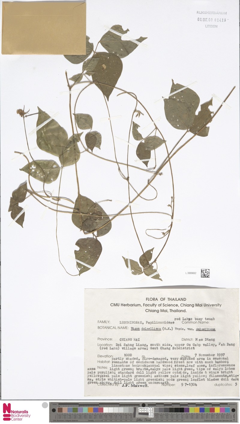 Vigna dalzelliana var. dalzelliana photo 4