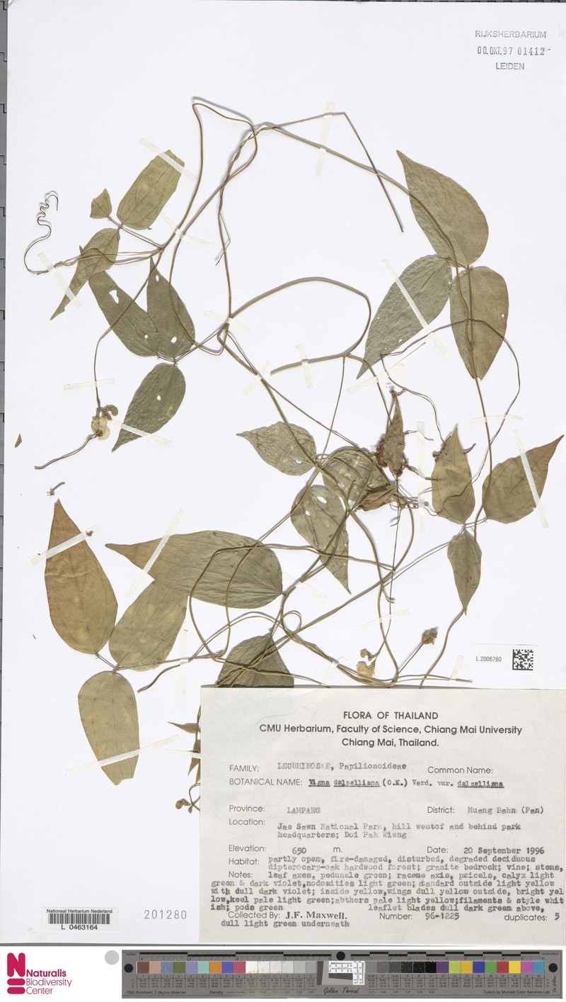 Vigna dalzelliana var. dalzelliana photo 5