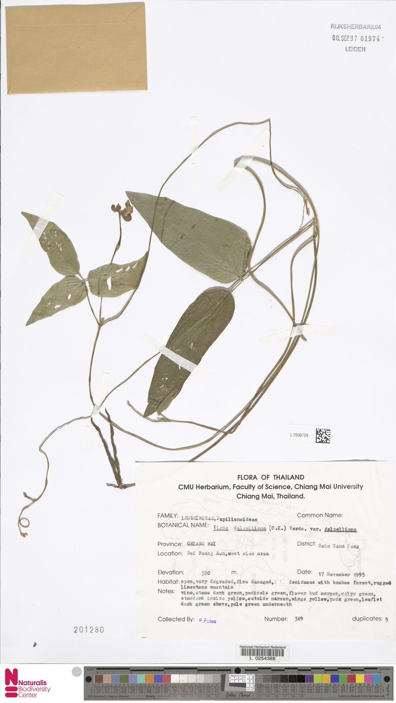 Vigna dalzelliana var. dalzelliana photo 7