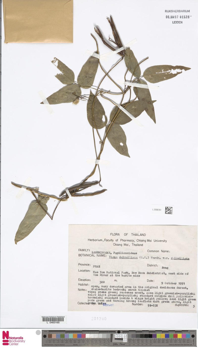 Vigna dalzelliana var. dalzelliana photo 8
