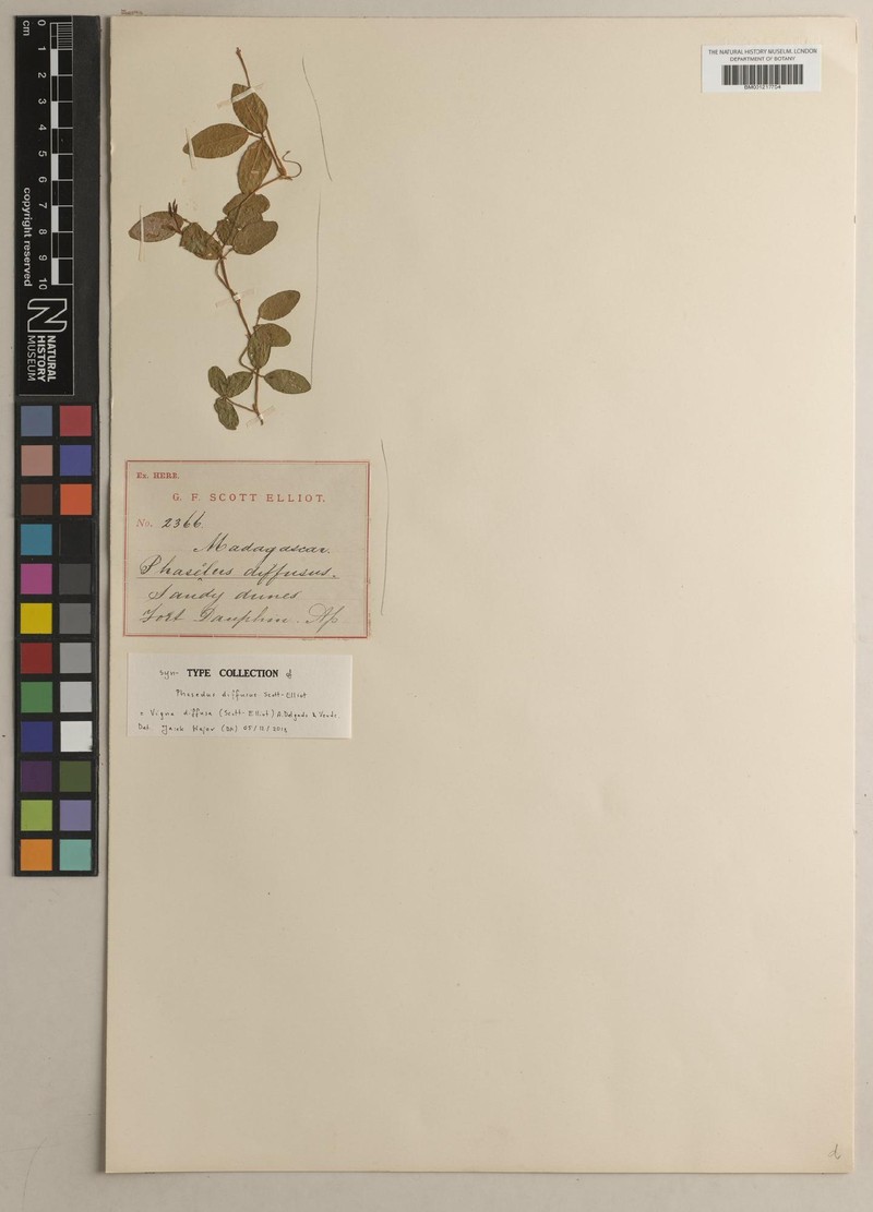 Vigna diffusa