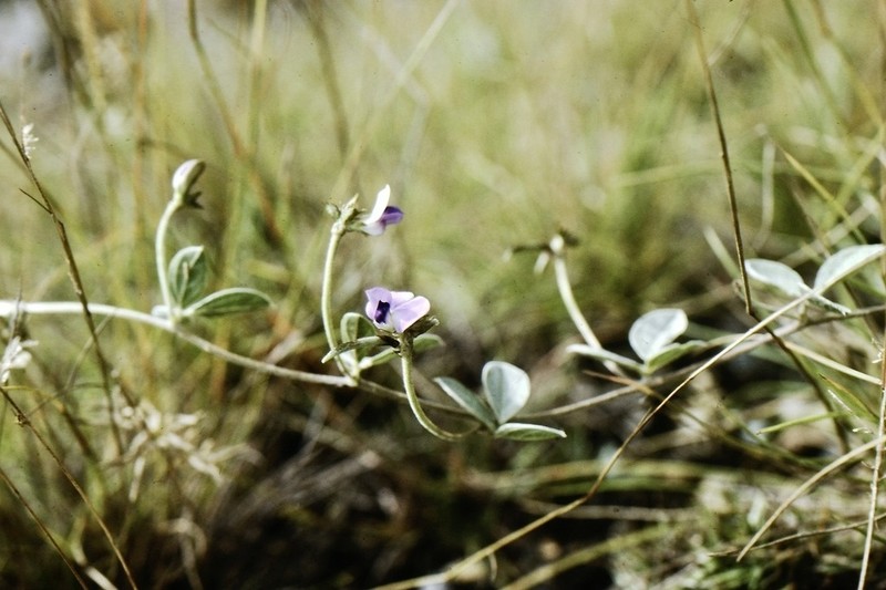 Vigna dolomitica