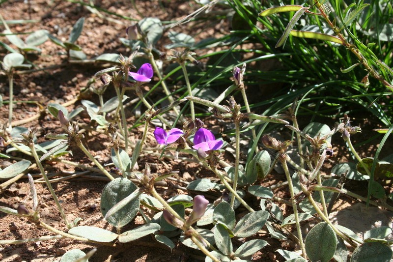 Vigna dolomitica photo 2