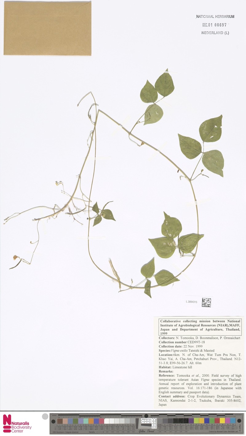 Vigna exilis