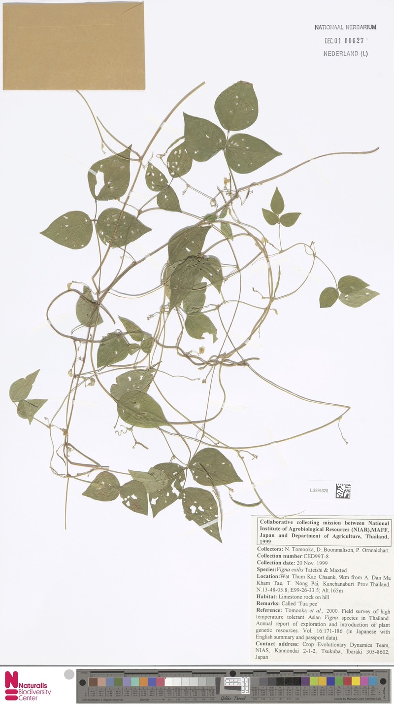 Vigna exilis photo 2