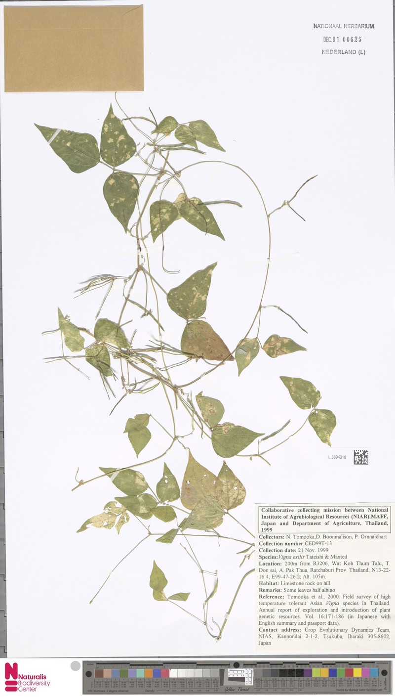 Vigna exilis photo 3