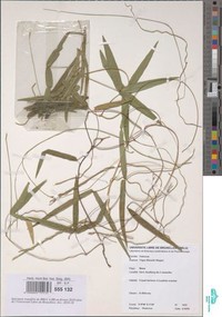 Vigna filicaulis